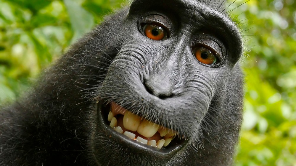 This 2011 photo provided by PETA shows a selfie taken by a macaque monkey on the Indonesian island of Sulawesi with a camera that was positioned by British nature photographer David Slater. (Photo by David Slater/Court exhibit provided by PETA/AP)