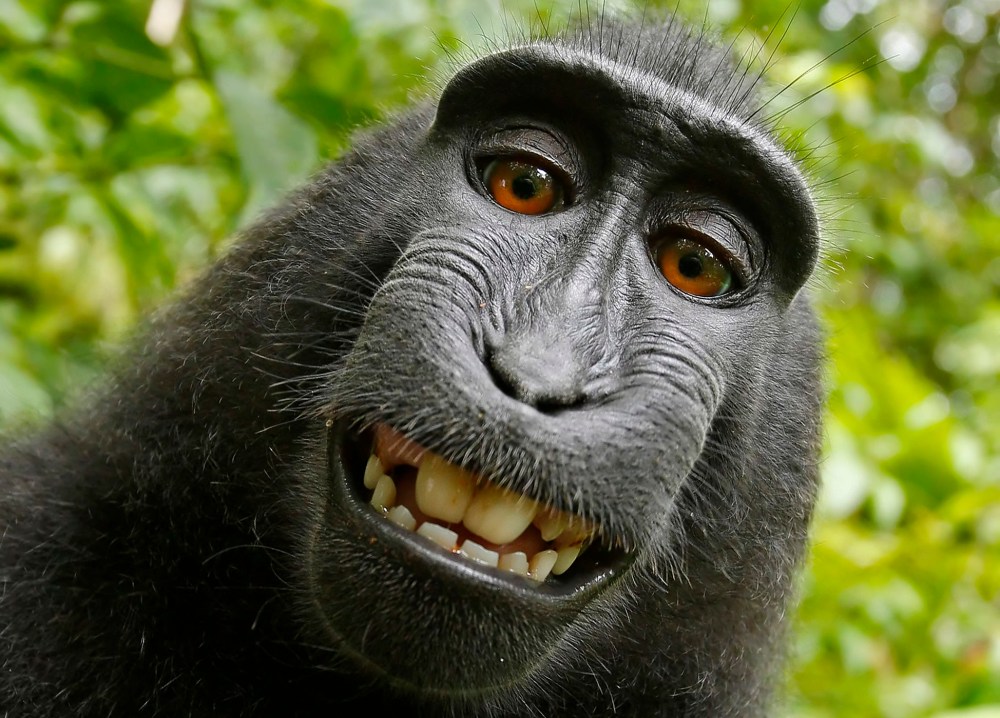 This 2011 photo provided by PETA shows a selfie taken by a macaque monkey on the Indonesian island of Sulawesi with a camera that was positioned by British nature photographer David Slater. (Photo by David Slater/Court exhibit provided by PETA/AP)