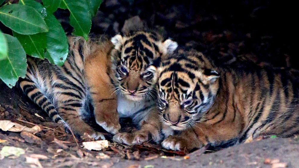 Two of the three as yet unnamed Sumartran tiger cubs born at Chester Zoo to eight-year-old tigress Kirana on January 2 looks around it enclosure on Jan. 26, 2015. (Photo by Peter Byrne/PA Wire/AP)