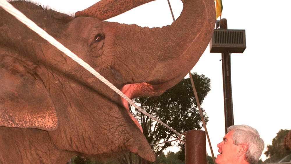 File Photo: House Speaker Newt Gingrich of Georgia looks at an Asian elephant who resides at the Wild Animal Park in San Diego, Friday Aug. 9, 1996. Photo by Ron Gordon Garrison/AP Photo, File)
