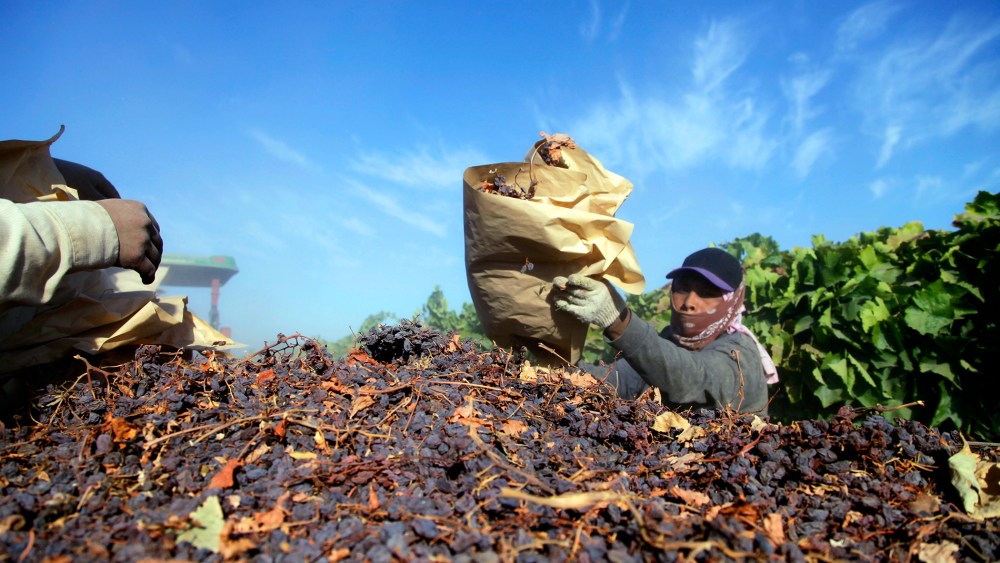 In this Sept. 24, 2013 photo farm workers heap dried raisins onto a trailer in the final step of raisin harvest near Fresno, Calif. (Photo by Gosia Wozniacka/AP)