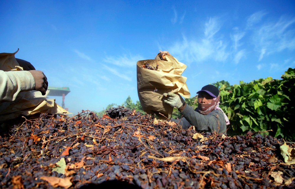In this Sept. 24, 2013 photo farm workers heap dried raisins onto a trailer in the final step of raisin harvest near Fresno, Calif. (Photo by Gosia Wozniacka/AP)