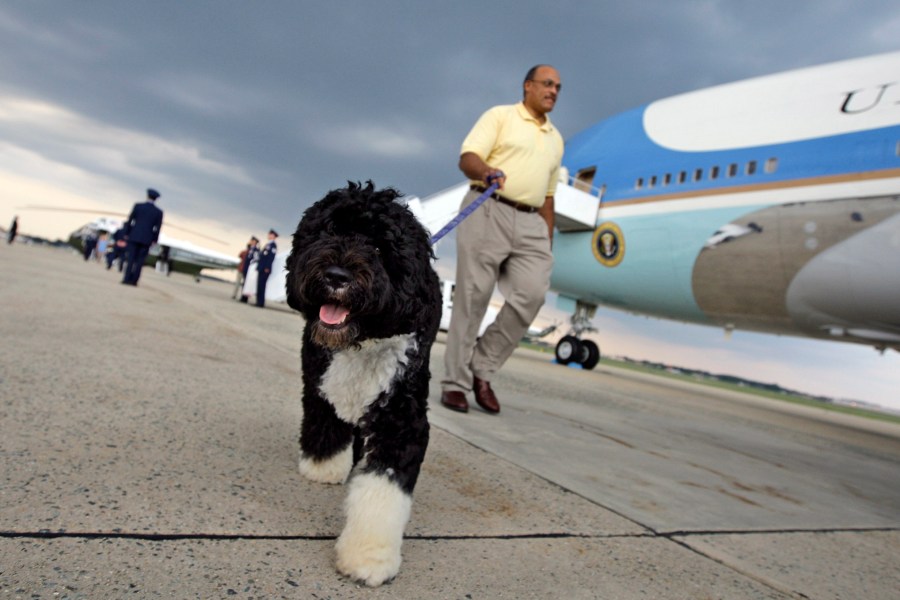 In this photo taken Sunday Aug. 30, 2009, Bo Obama walks away from Air Force One on his way back to the White House from Andrews Air Force Base, Md., after a vacation on Martha's Vineyard with the first family. (Photo by Alex Brandon/AP)