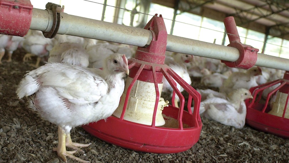 In this file photo taken June 19, 2003, chickens gather around a feeder in a poultry house near Farmington, Ark. (Photo by April L Brown/AP)