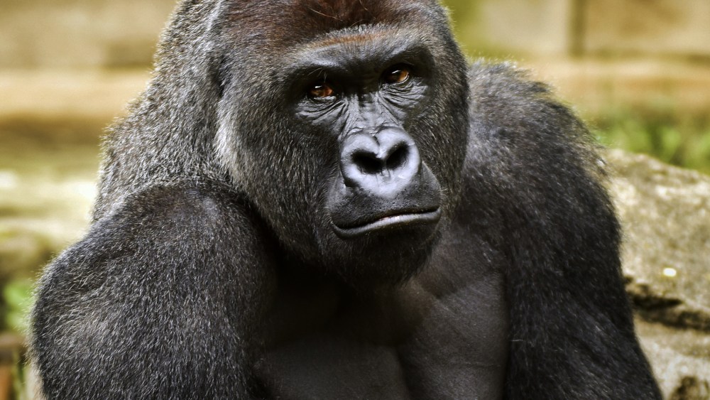 This June 20, 2015 file photo provided by the Cincinnati Zoo and Botanical Garden shows Harambe, a western lowland gorilla, who was fatally shot May 28, 2016. (Photo by Jeff McCurry/Cincinnati Zoo and Botanical Garden/The Cincinnati Enquirer/AP)