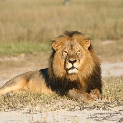 In this undated photo provided by the Wildlife Conservation Research Unit, Cecil the lion rests in Hwange National Park, in Hwange, Zimbabwe. (Photo by Andy Loveridge/Wildlife Conservation Research Unit/AP)