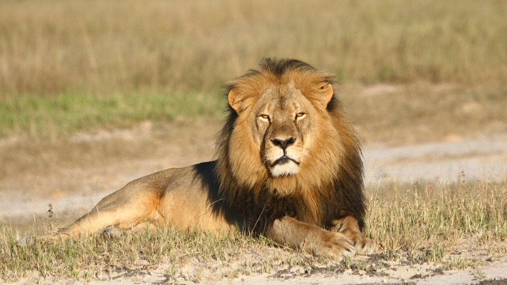 In this undated photo provided by the Wildlife Conservation Research Unit, Cecil the lion rests in Hwange National Park, in Hwange, Zimbabwe. (Photo by Andy Loveridge/Wildlife Conservation Research Unit/AP)