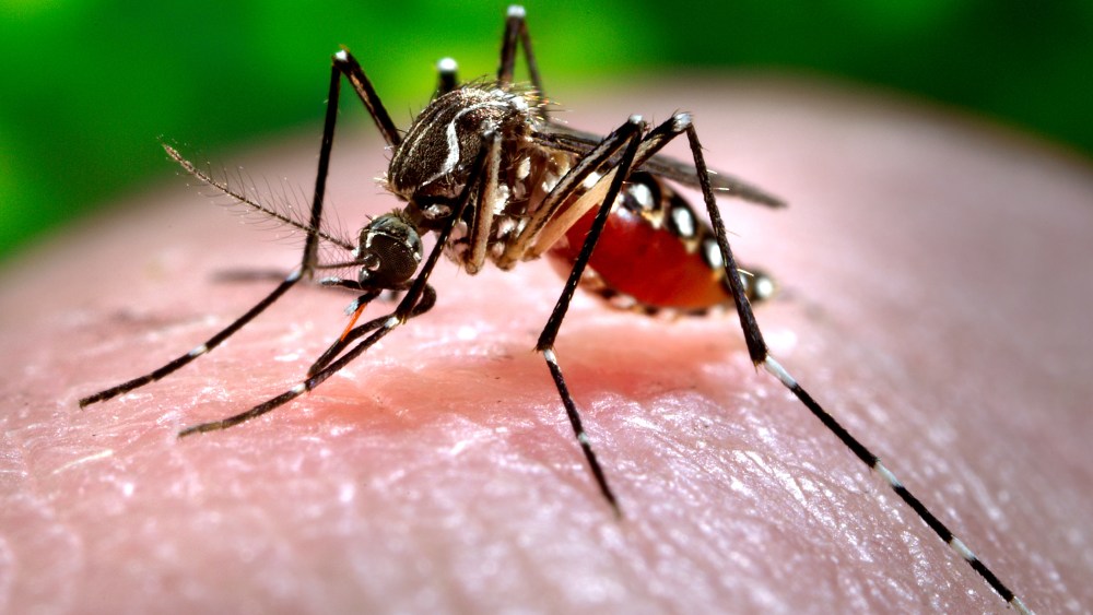 This 2006 photo made available by the Centers for Disease Control and Prevention shows a female Aedes aegypti mosquito. (Photo by James Gathany/Centers for Disease Control and Prevention/AP)
