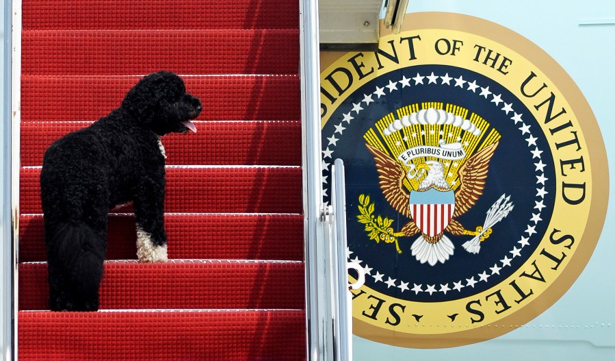This Aug. 4, 2010 file photo shows presidential pet Bo climbing the stairs of Air Force One at Andrews Air Force Base, Md. for a flight to Chicago with President Barack Obama. (Photo by Cliff Owen/AP)