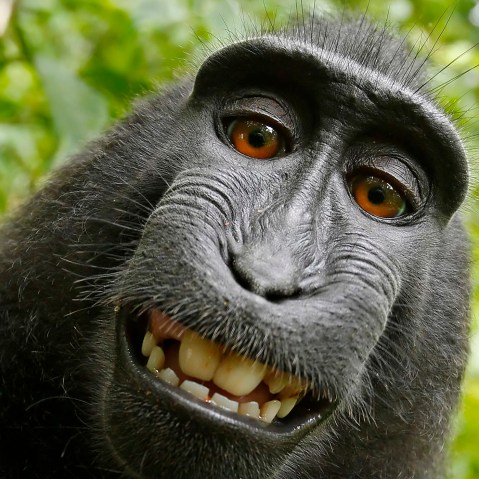 A macaque monkey takes a selfie on the Indonesian island of Sulawesi with a camera owned by British nature photographer David Slater. (Photo by Naruto the Macaque/David Slater/PETA/AP)