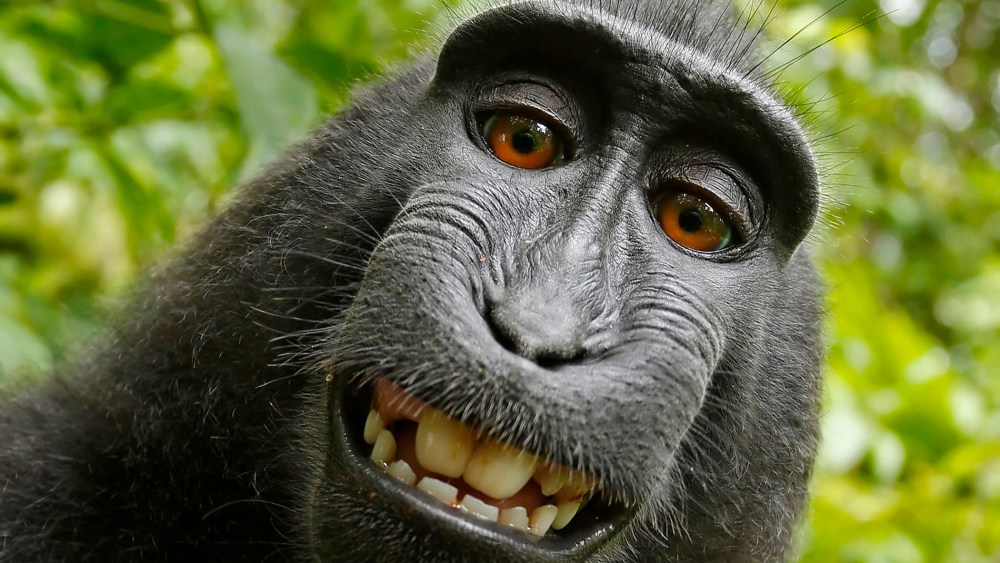 A macaque monkey takes a selfie on the Indonesian island of Sulawesi with a camera owned by British nature photographer David Slater. (Photo by Naruto the Macaque/David Slater/PETA/AP)