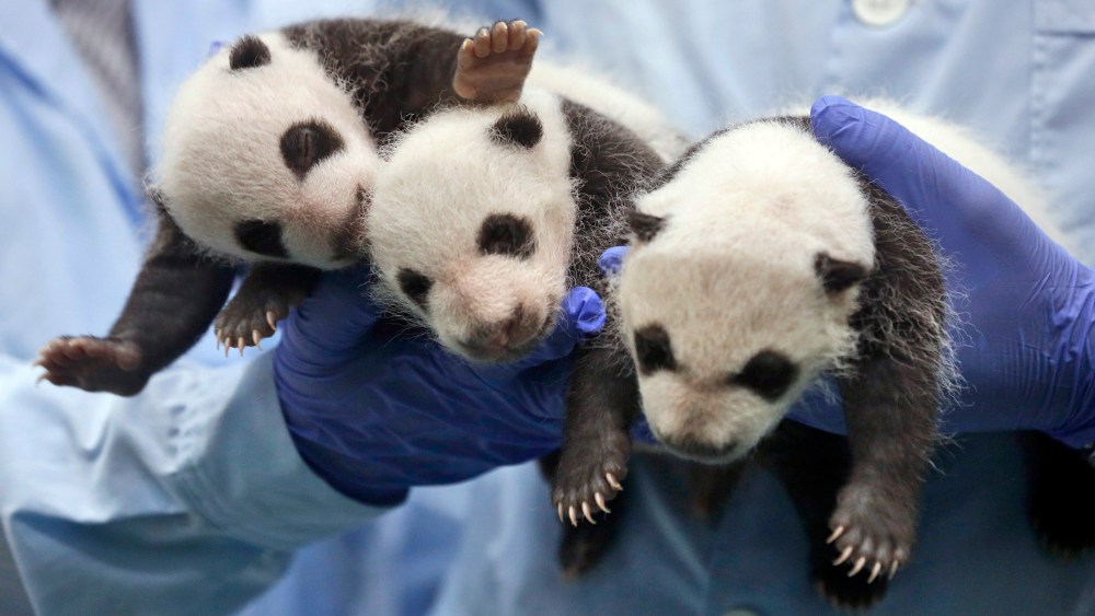 One-month-old triplet panda cubs receive a body check at the Chimelong Safari Park in Guangzhou in south China's Guangdong province Thursday, Aug. 28, 2014.