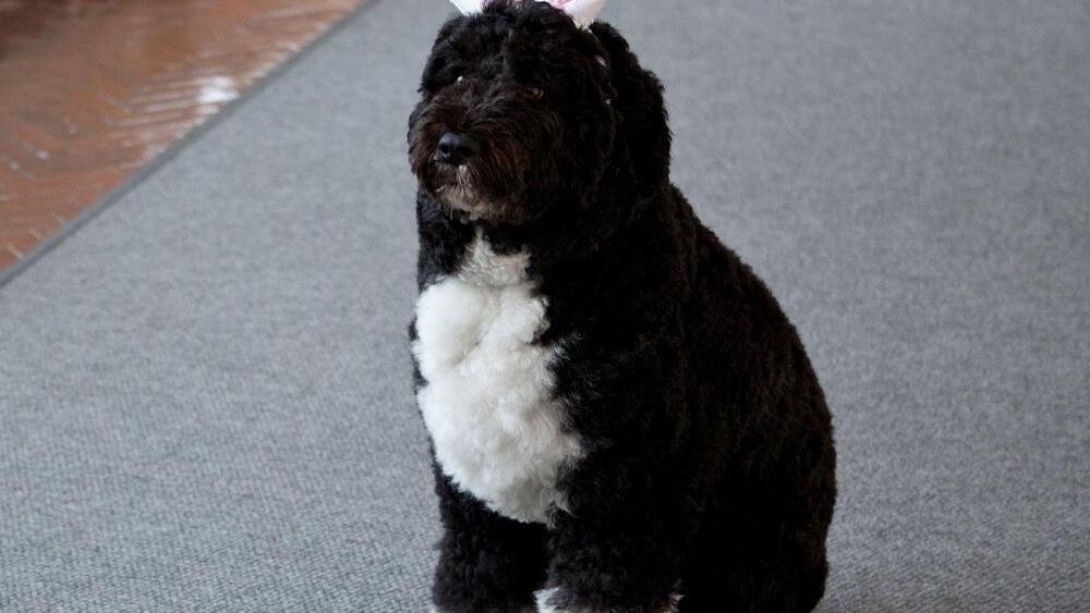 Presidential pet Bo Obama dons Easter bunny ears Sunday, March 31, 2013. (Photo via @BarackObama)