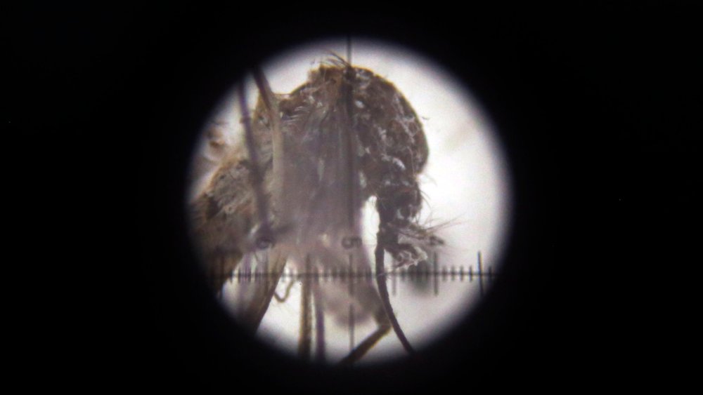 An Aedes aegypti mosquito is seen through a microscope at Colombia's National Institute of Health in Bogota, Colombia, April 26, 2016. (Photo by Fernando Vergara/AP)