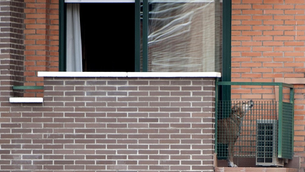 Excalibur, the dog of Teresa, a Spanish nurse, and her husband Javier Limon stands on their balcony on Oct. 8, 2014 in Alcorcon.