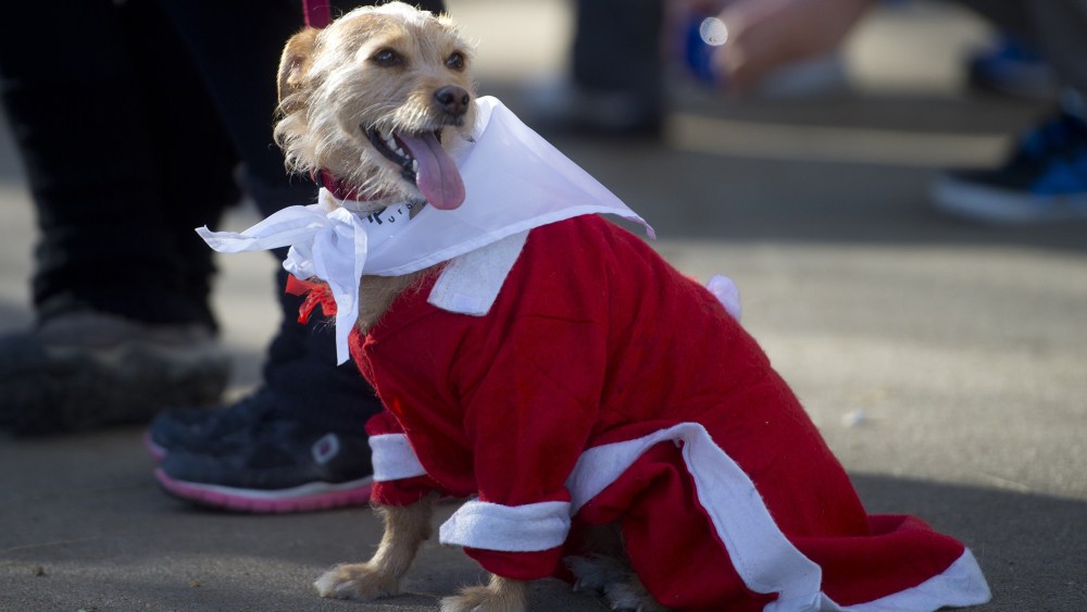 A picture taken on December 30, 2014 shows a dog wearing a Santa Claus costume in Madrid.