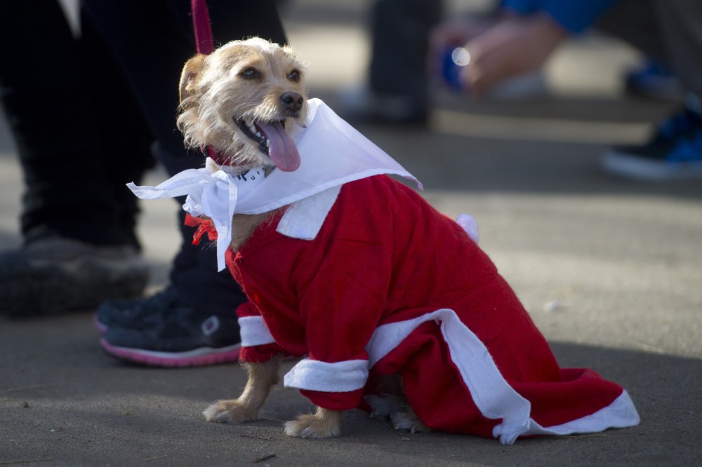A picture taken on December 30, 2014 shows a dog wearing a Santa Claus costume in Madrid.