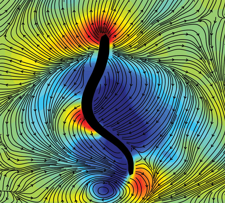 Snapshot of a lamprey eel (black outline) swimming in a water tank. Colors indicate low-pressure suction forces (blue) and high-pressure pushing forces (red) generated by the animal as it swims.