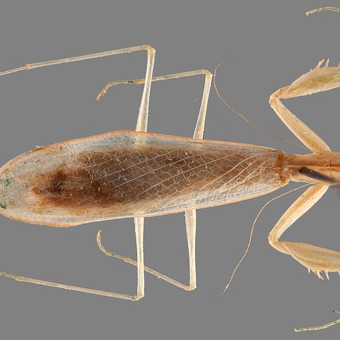 Ilomantis ginsburgae. (Photo by Rick Wherley/Cleveland Museum of Natural History)