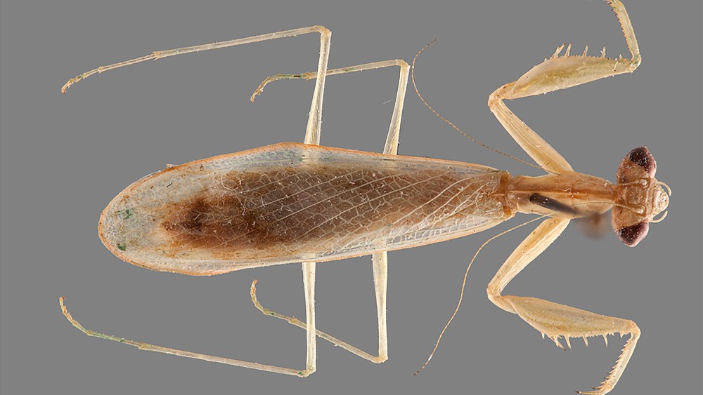 Ilomantis ginsburgae. (Photo by Rick Wherley/Cleveland Museum of Natural History)
