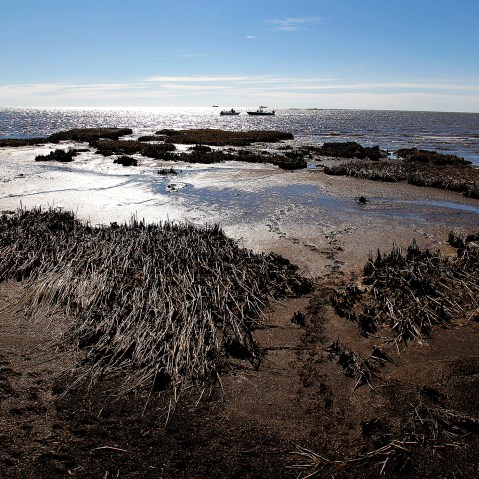 Oil is seen deposited along dead marsh land near Bay Jimmy on Jan. 7, 2011 in Port Sulphur, La. (Photo by Sean Gardner/Getty)