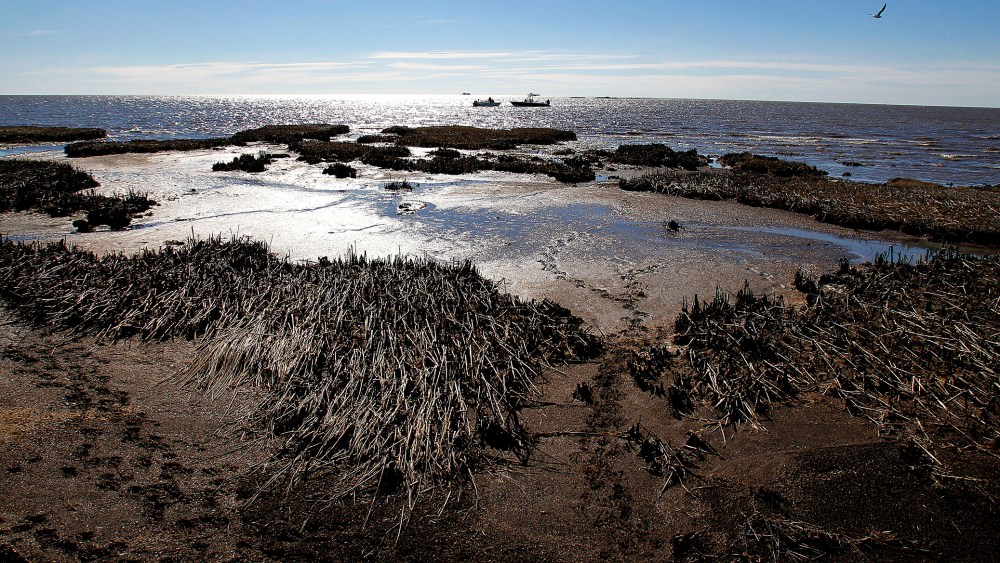 Oil is seen deposited along dead marsh land near Bay Jimmy on Jan. 7, 2011 in Port Sulphur, La. (Photo by Sean Gardner/Getty)