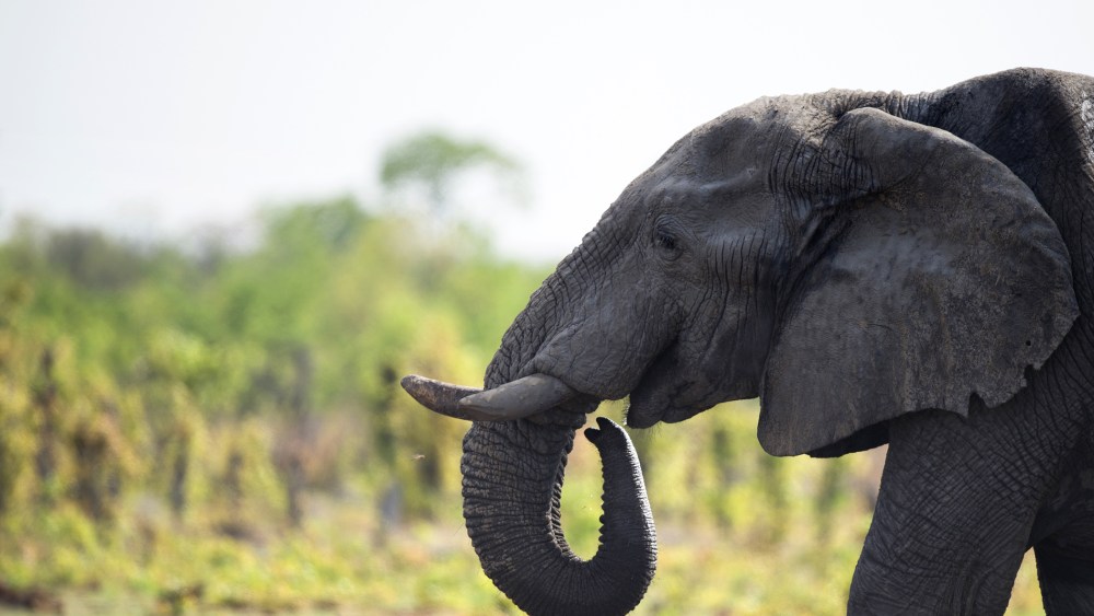 An African elephant is pictured on Nov. 18, 2012 in Hwange National Park in Zimbabwe. (Photo by Martin Bureau/AFP/Getty)