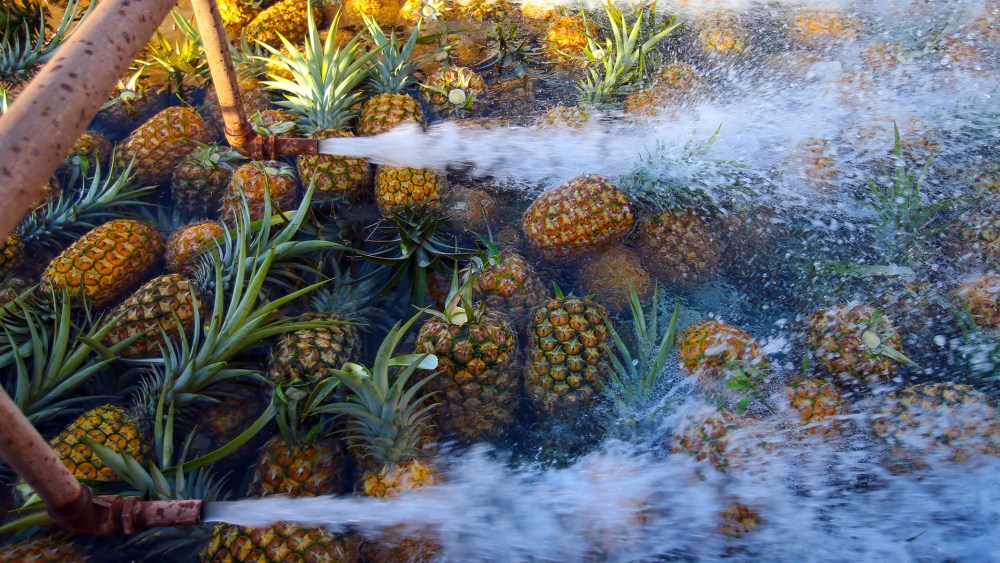 Freshly picked pineapples are thoroughly washed at the processing plant in Wahiawa, Hawaii, Jan. 17, 2013. (Photo by Tim Rue/Bloomberg/Getty)