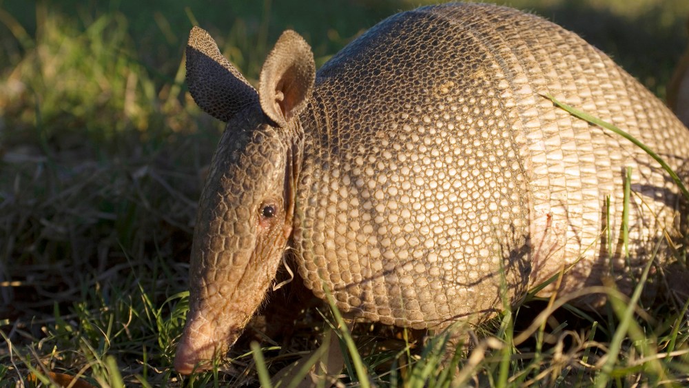 A nine-banded armadillo in evening sunshine. (Photo by Wolfgang Kaehler/LightRocket/Getty)