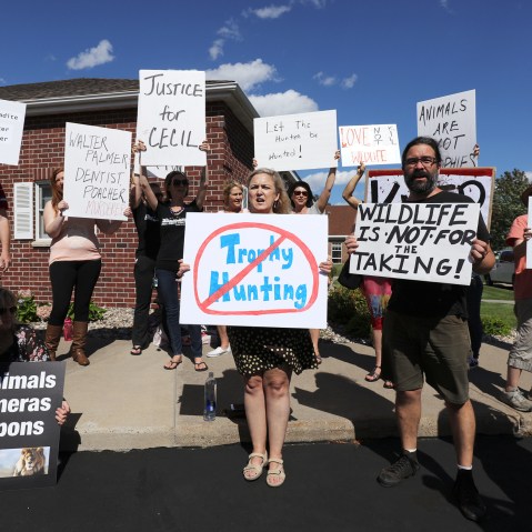 Protesters call attention to the alleged poaching of Cecil the lion in the parking lot of Dr. Walter Palmer's River Bluff Dental Clinic on July 29, 2015 in Bloomington, Minn. (Photo by Adam Bettcher/Getty)