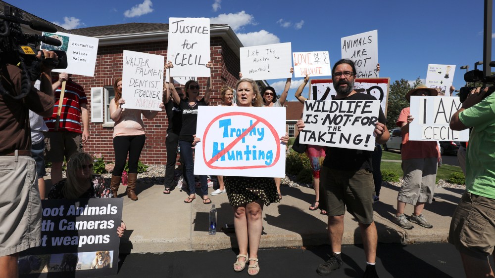 Protesters call attention to the alleged poaching of Cecil the lion in the parking lot of Dr. Walter Palmer's River Bluff Dental Clinic on July 29, 2015 in Bloomington, Minn. (Photo by Adam Bettcher/Getty)