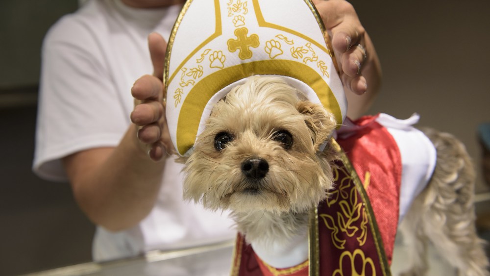 A dog is dressed as the Pope as Pope memorabilia is on sale at Accredited Gem Appraisals on Sept. 25, 2015 in Philadelphia, Penn. (Photo by Brendan Smialowski/AFP/Getty)