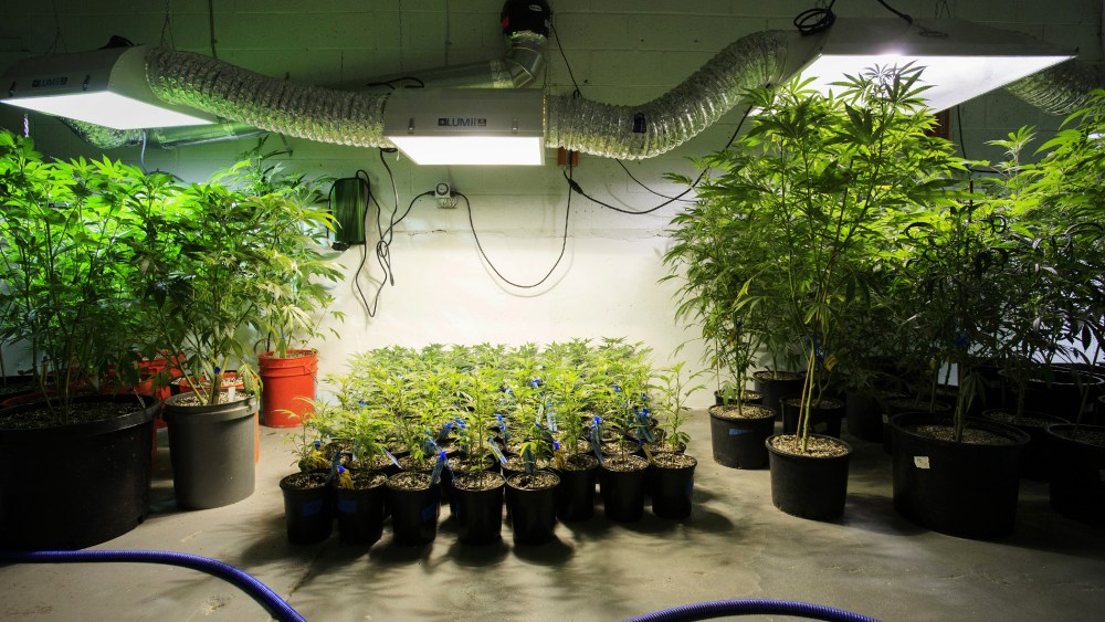 Marijuana plants stand in a room at the grow facility in Denver, Colo., on Dec. 9, 2015. (Photo by Matthew Staver/Bloomberg/Getty)