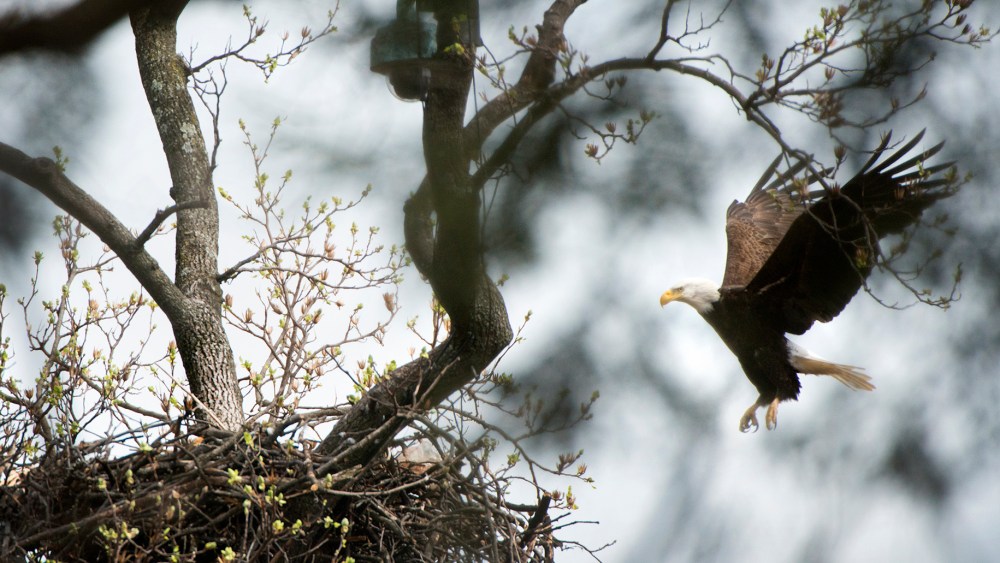 Spelling his female mate, a male Bald Eagle lands on his nest containing two eggs at the U.S. National Arboretum in Washington, DC on March 11, 2016. (Photo by Linda Davidson/The Washington Post/Getty)