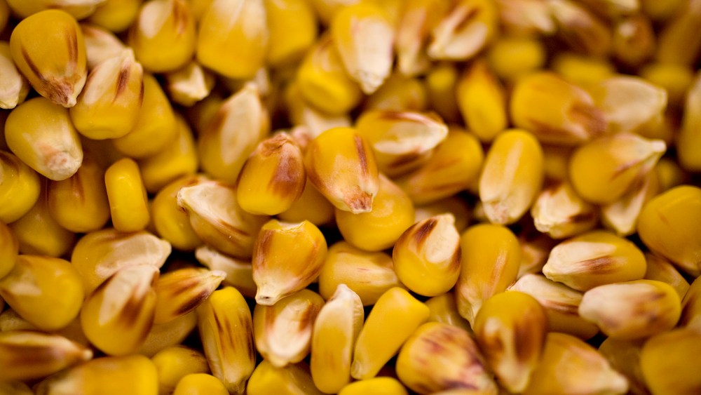Genetically-modified seed corn. (Photo by Daniel Acker/Bloomberg/Getty)
