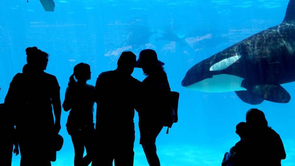 Sea World visitors watch Killer Whales in San Diego.