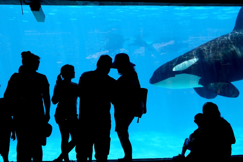 Sea World visitors watch Killer Whales in San Diego.
