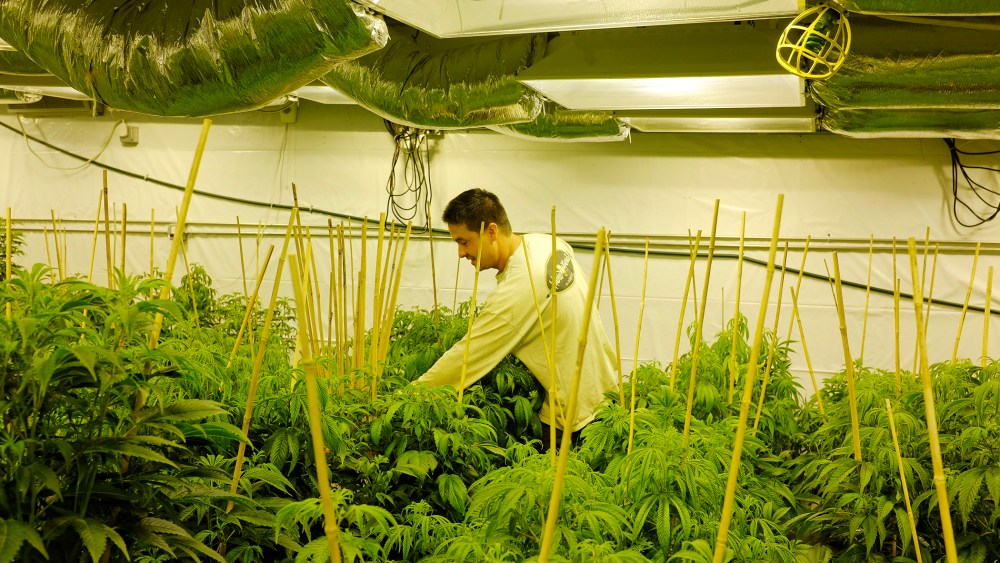 Tracey Lampe stakes cannabis plants at a medical marijuana growing facility in Denver, Dec. 6, 2013.