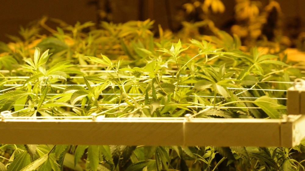 Marijuana plants are seen under multi-colored grow lights in the growing rooms at the Denver Discreet Dispensary in Denver, Colo., Jan. 1, 2014. (Photo by Bob Pearson/EPA)