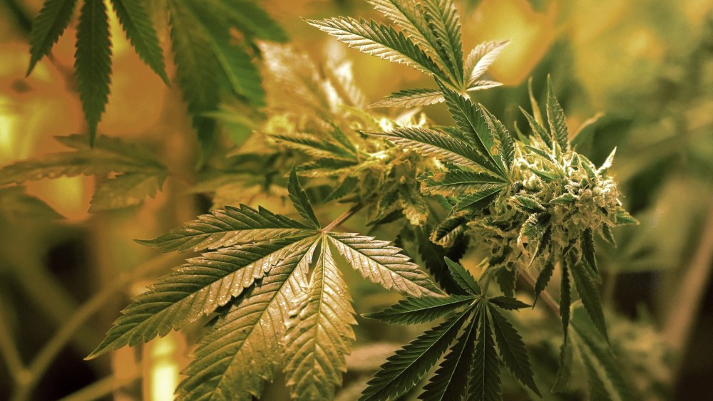 Recreational Marijuana Sales Begin in Colorado