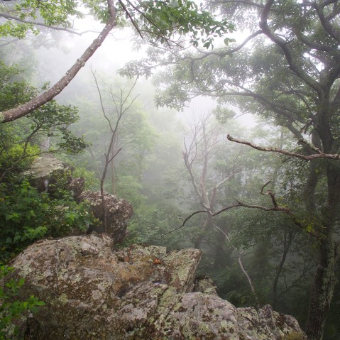 A misty afternoon atop Loft Mountain from the Appalachian Trail. (Photo by Jim Lo Scalzo/EPA)