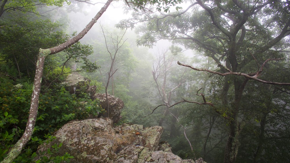 A misty afternoon atop Loft Mountain from the Appalachian Trail. (Photo by Jim Lo Scalzo/EPA)