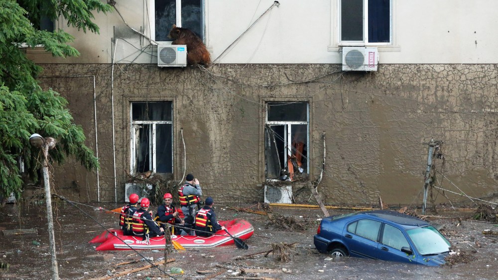 A runaway bear sitting on the window of the second floor of a building on the flooded street in Tbilisi, Georgia on June 14, 2015. (Photo by Beso Gulashvili/Goergian Prime Minister's Press Service/EPA)