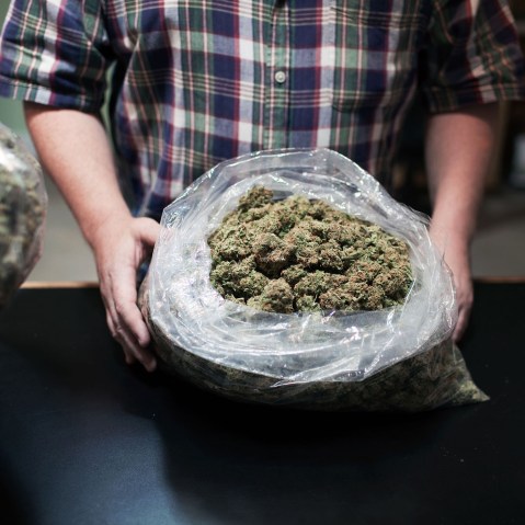Marijuana buds are seen at Harborside Health center in California.