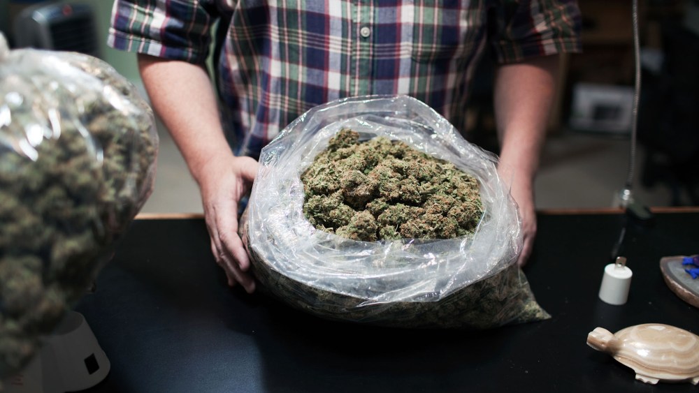 Marijuana buds are seen at Harborside Health center in California.