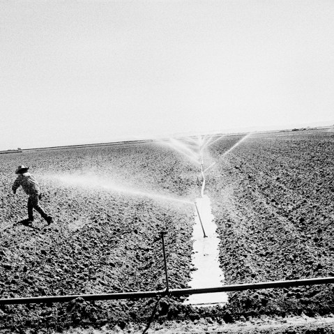 Watering a tomato field in Huron, California. (Photo by Matt Black)