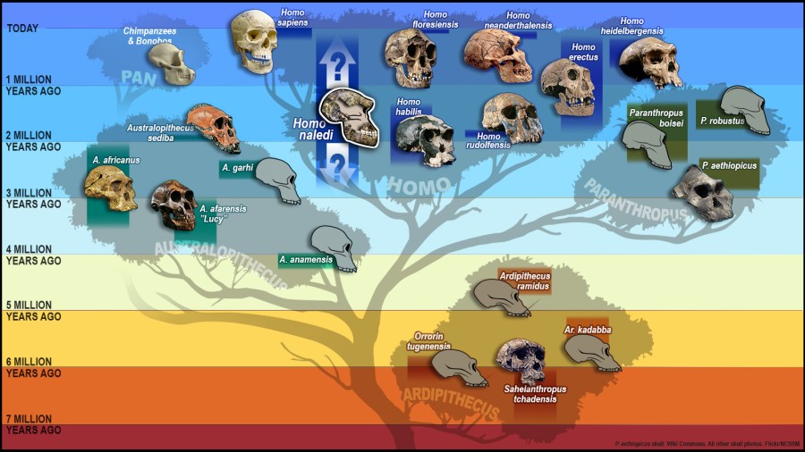 Tree of humankind with skulls representing the different species, including the newest addition 