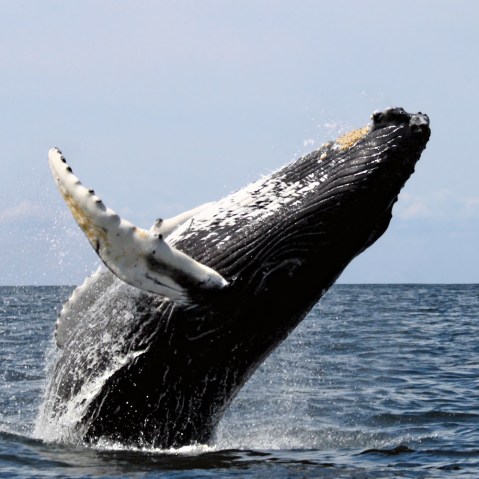Whale, breaching, Stellwagen Bank National Marine Sanctuary, August 20, 2007.