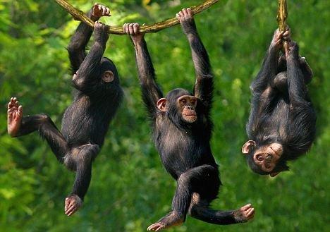 5 more things about chimps