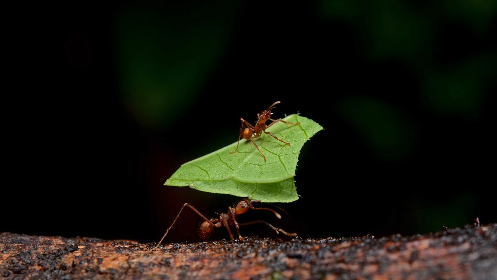 Formicidae seen at La Selva Biological Station, Heredia, Costa Rica